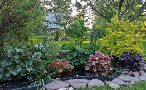 Cum să crească heuchera în grădină - decorați site-ul cu culori luminoase
