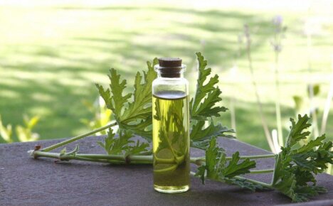 Géranium parfumé - propriétés médicinales et contre-indications d'un buisson parfumé de votre rebord de fenêtre