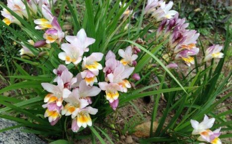 The most important thing about planting and outdoor care for delicate freesia