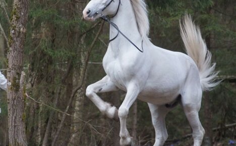 Raça de cavalos trotadores Oriol - o orgulho da criação de cavalos russos