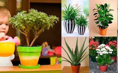 Att välja växter för plantskolan med kärlek