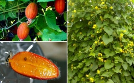 تلاديانتا: خيار أحمر - نزرع خضروات حلوة غريبة في المنزل