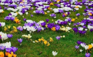 Crochi in crescita: come creare un tappeto di primule fiorite in giardino