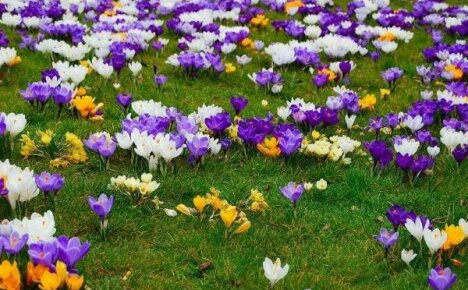 Pěstování krokusů: jak na zahradě vytvořit rozkvetlý koberec petrklíčů
