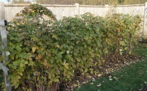 What care for ezemalina in autumn - preparing bushes for wintering