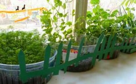 How to organize a garden on the windowsill with your own hands?