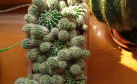 Вегетативно размножаване на кактус: основните методи и техните характеристики