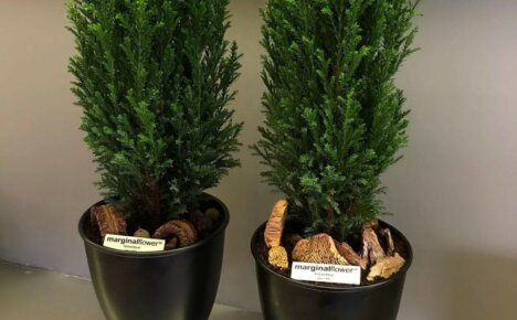 Geheimnisse des Pflanzens und Pflegens der eleganten Elwoodi-Zypressen-Ephedra
