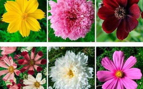 Types of cosmos - everything that real flower connoisseurs need to know