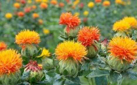 What is safflower and what it looks like: a unique weed with beneficial properties