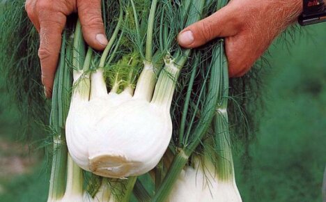How to use the beneficial properties of fennel to improve your health