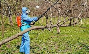 Lavorazione primaverile di alberi da frutto contro parassiti e malattie
