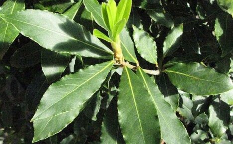 Liečivé vlastnosti bobkových listov a kontraindikácie pre použitie