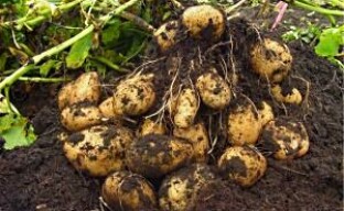 Реколта от картофи в края на юни (видео)