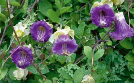 Kobeya purple is an ideal vine that grows quickly and blooms gorgeous