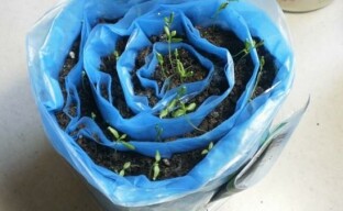 Zajímavý způsob, jak pěstovat koriandr v hlemýžďech uvnitř