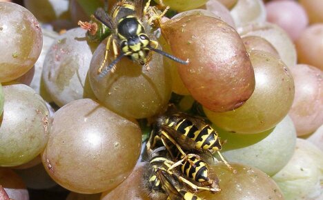 Wie man Wespen im Weinberg effektiv bekämpft und die Ernte bewahrt