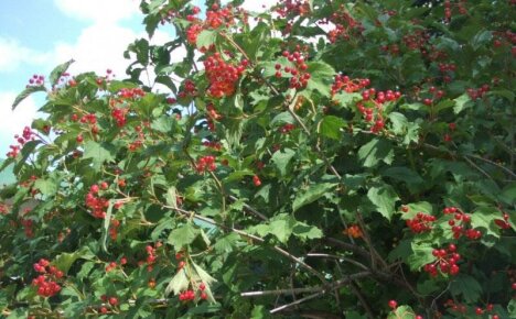 What medicinal properties does the red viburnum have?