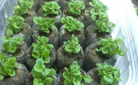 Како садити саднице петуније у тресетне таблете?