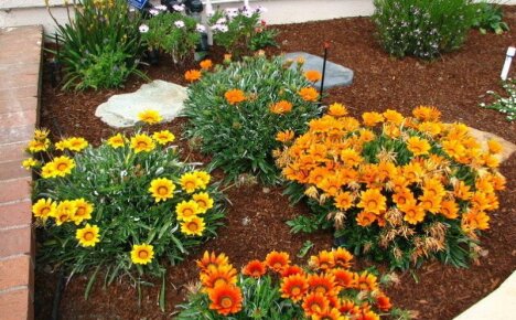 Gazania - planting and care, photo of African daisies