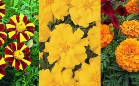 Marigolds όρθια και λεπτά φύλλα - ποικιλίες αγαπημένων μαύρων ξυριστικών