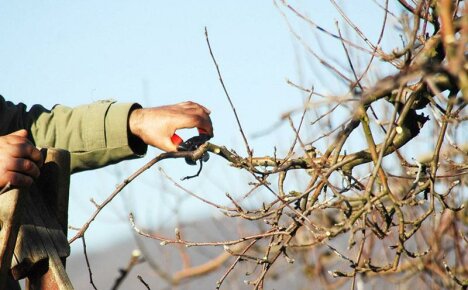 Pruning according to Kurdyumov - the ability to manage the garden without much effort