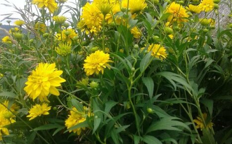Maak kennis met de regels van het planten en verzorgen van de prachtige Rudbeckia Golden-bal