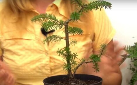 Jedle bonsaje pro začínající zahradníky - tajemství formace