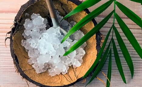 Żywa medycyna - grzyb morski z ryżu, właściwości lecznicze, recenzje