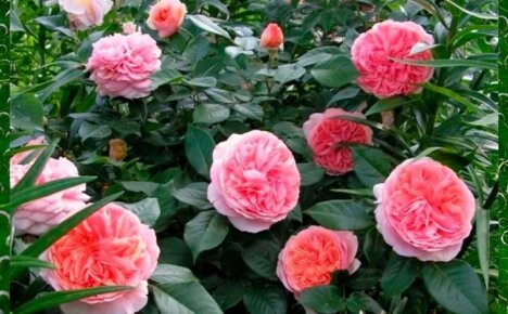 Тайните на отглеждането на парк роза Ейбрахам Дерби