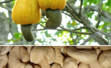 Hoe cashewnoten groeien of uniek fruit - noten op een appel