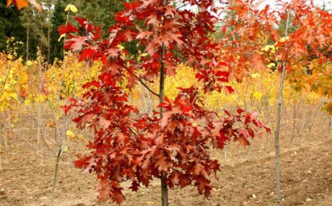Jak zasadit a vypěstovat červený dub na vaší letní chatě