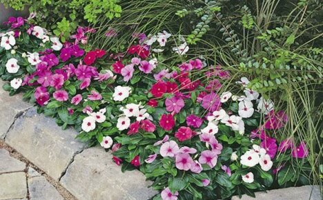 Growing a catharanthus in the garden won't be a hassle