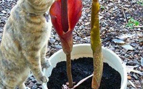 Rules for planting and caring for amorphophallus at home