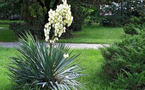 Useful properties of yucca and their uses