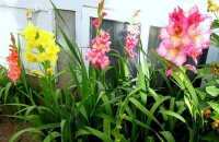 Wir bauen zu Hause Gladiolen an: wie man Blumen pflegt