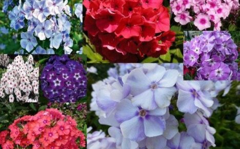 Nejlepší odrůdy phlox pro jasnou květinovou zahradu