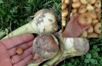 Kdy zasadit sady cibule: načasování jarní a zimní výsadby
