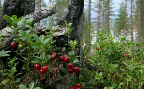 Jagody leśne - nazwa i zdjęcie pospolitych jadalnych i trujących upraw