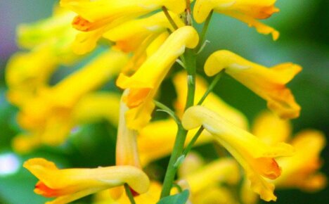 Parlak sarı tepeli bir çuha çiçeği için dikim ve bakım özellikleri nelerdir