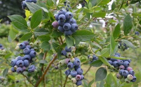 Varietal features of Toro blueberries - why is it better than other types of culture