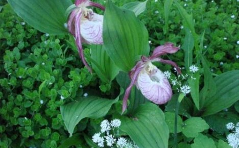 Orman orkide veya bayan terliği büyük çiçekli