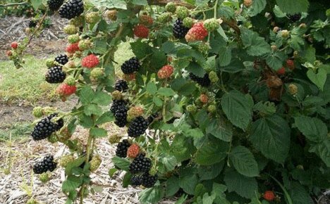 Blackberry Giant settled in the country
