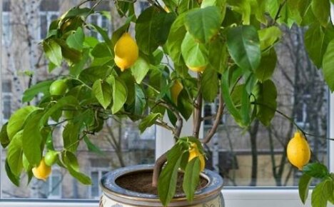 Jak se starat o to, aby byl citron doma plodný