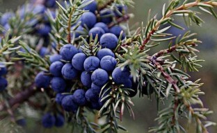 Medicinal properties of juniper fruits