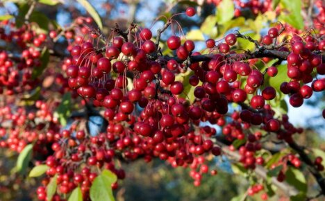 The features of chokeberry red make it a garden decoration