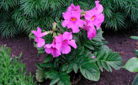 Incarvillea in Siberia - the subtleties of planting and care