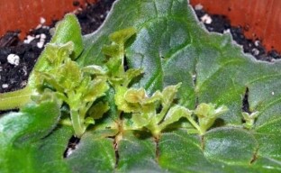 Dwa proste sposoby na uzyskanie nowych roślin gloksynii - rozmnażanie liści
