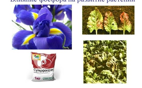 Um hohe Erträge zu erzielen, ist es wichtig, die Rolle von Phosphor für Pflanzen zu kennen.