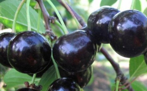 A cereja de Chernokorka mais doce e maior - descrição da variedade e benefícios